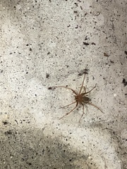 Loxosceles rufescens