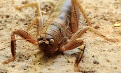 Nesoecia nigrispina