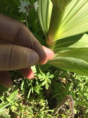 Lithophragma parviflorum