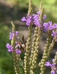 Epeolus bifasciatus