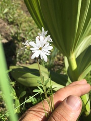 Lithophragma parviflorum