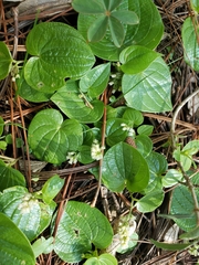 Dioscorea minima
