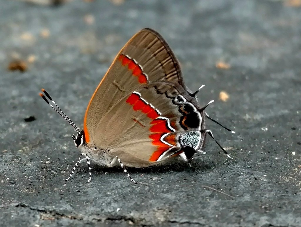 Red-banded hairstreak - Wikipedia