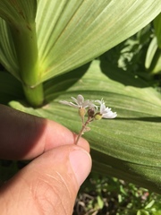 Lithophragma parviflorum