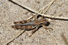 Melanoplus foedus