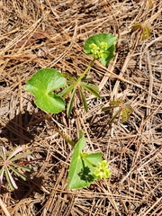 Micropleura renifolia