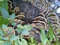 Trametes versicolor