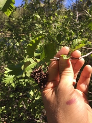 Alnus incana tenuifolia