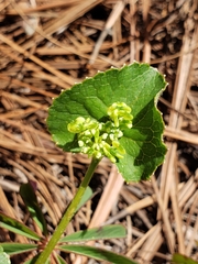 Micropleura renifolia