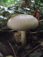 Melanoleuca polioleuca