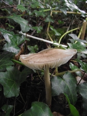 Melanoleuca polioleuca