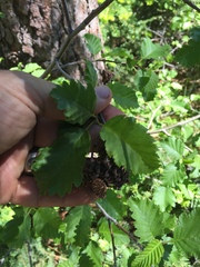 Alnus incana tenuifolia