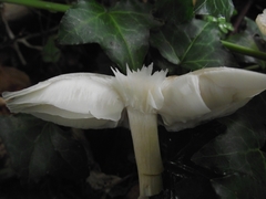 Melanoleuca polioleuca