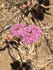 Chorizanthe douglasii