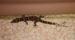 Sphaerodactylus nigropunctatus