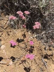 Chorizanthe douglasii
