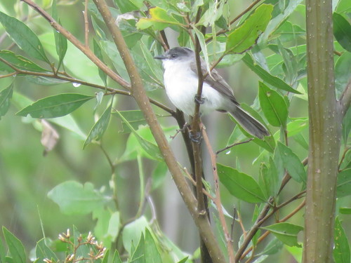 River Tyrannulet (Serpophaga hypoleuca)