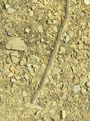 Thaumetopoea pinivora