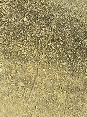 Thaumetopoea pinivora