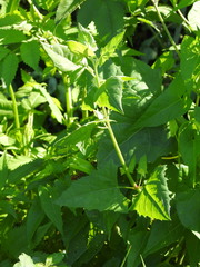 Chenopodiastrum simplex