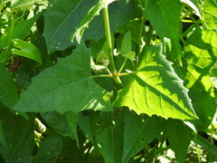 Chenopodiastrum simplex