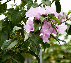 Ipomoea carnea fistulosa