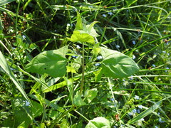 Chenopodiastrum simplex