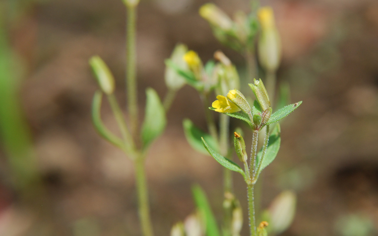 shortflower monkeyflower
