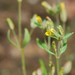 Erythranthe breviflora - Photo (c) 2011 Ryan Batten,  זכויות יוצרים חלקיות (CC BY-NC-SA)