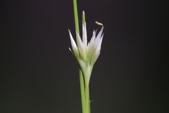 Rhynchospora alba