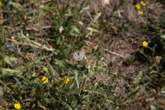 Cirsium centaureae