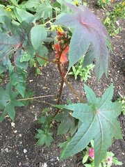 Ricinus