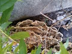 Trametes versicolor