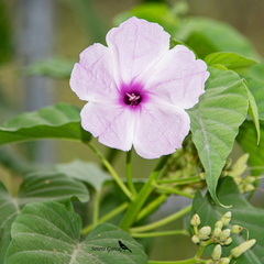 Ipomoea carnea fistulosa