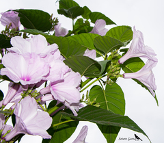 Ipomoea carnea fistulosa