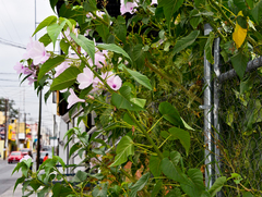 Ipomoea carnea fistulosa