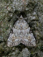 Catocala amica