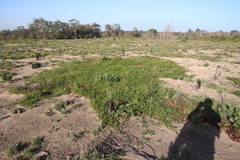 Aspalathus retroflexa