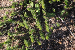 Aspalathus retroflexa