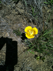 Calochortus luteus