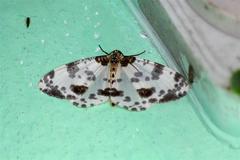 Abraxas tenuisuffusa