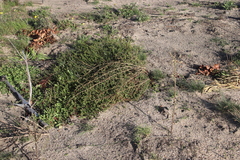 Aspalathus retroflexa