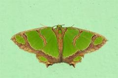 Agathia hilarata