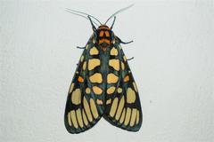 Aglaomorpha plagiata