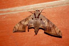 Ambulyx clavata