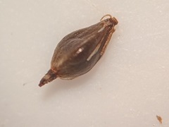 Eleocharis quinqueflora