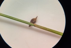 Eleocharis quinqueflora