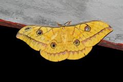 Antheraea frithi