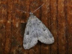 Parahypenodes quadralis