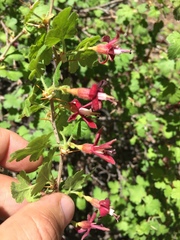 Ribes roezlii